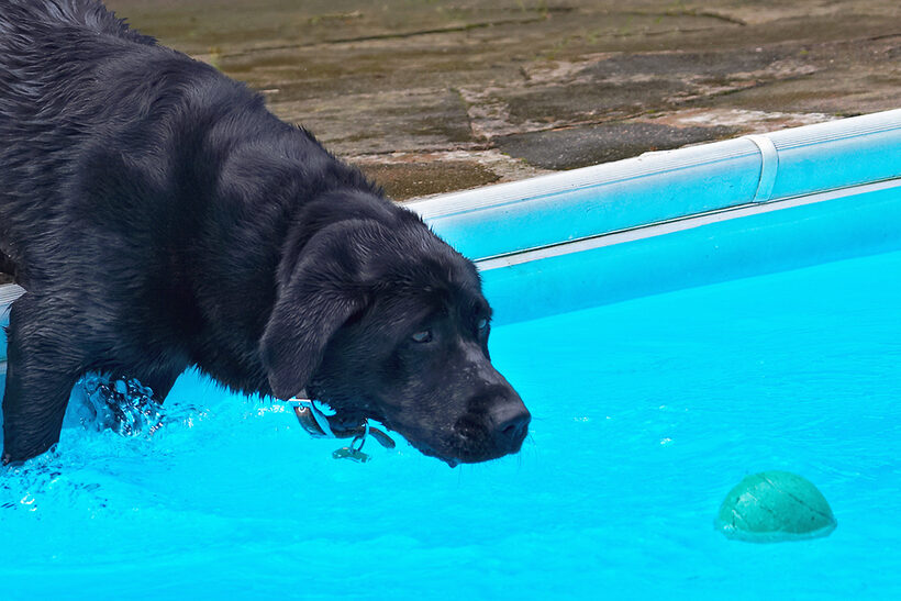 Dog, Dogs, Heidi, Labrador, Pool, Swimming
