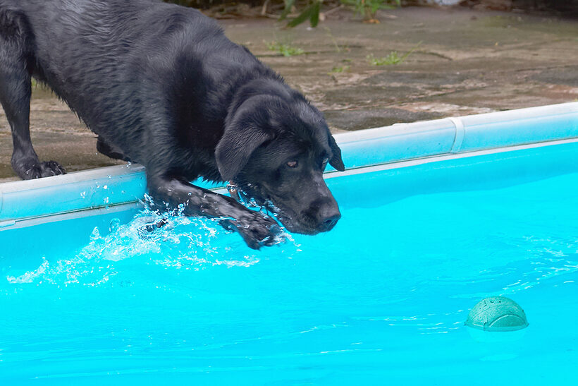 Dog, Dogs, Heidi, Labrador, Pool, Swimming