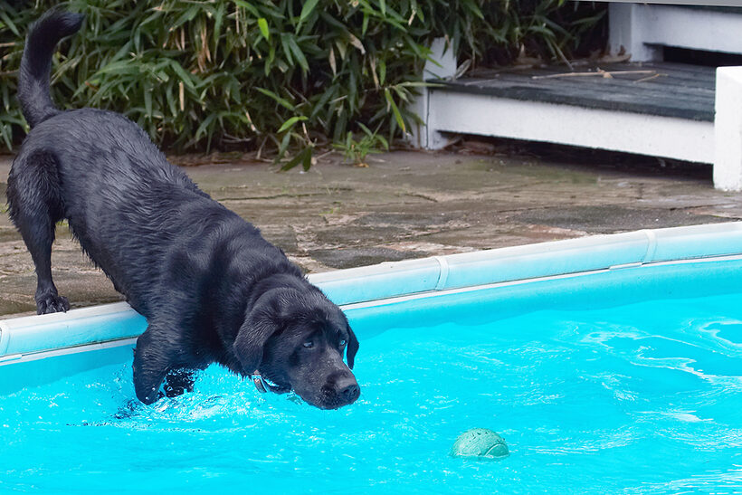 Dog, Dogs, Heidi, Labrador, Pool, Swimming