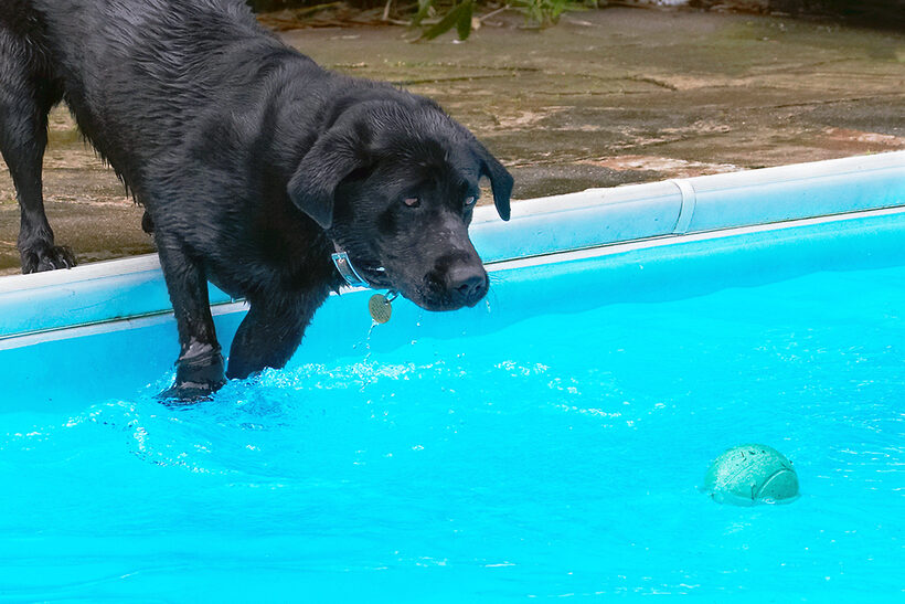 Dog, Dogs, Heidi, Labrador, Pool, Swimming