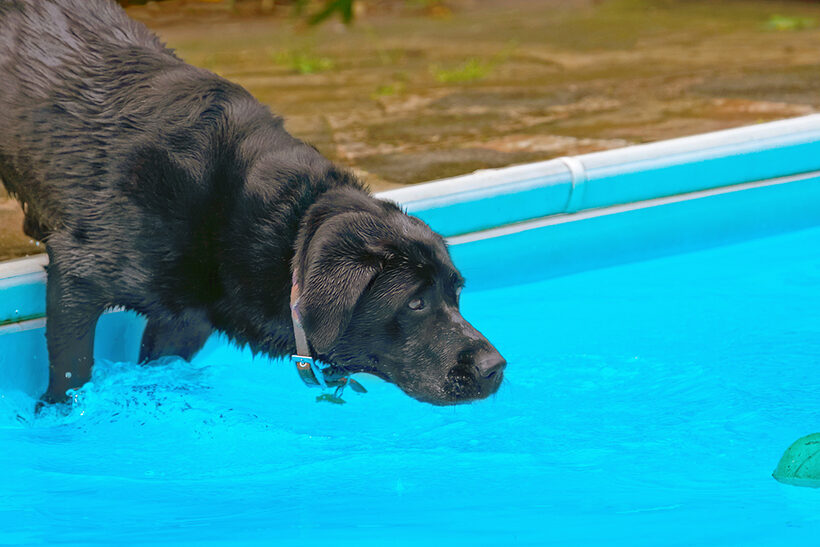 Dog, Dogs, Heidi, Labrador, Pool, Swimming