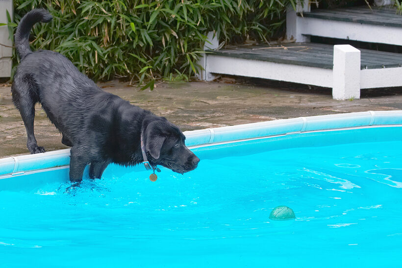 Dog, Dogs, Heidi, Labrador, Pool, Swimming