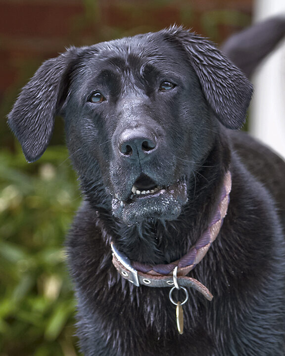 Dog, Dogs, Heidi, Labrador, Pool, Swimming