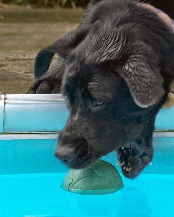 Dog, Dogs, Heidi, Labrador, Pool, Swimming