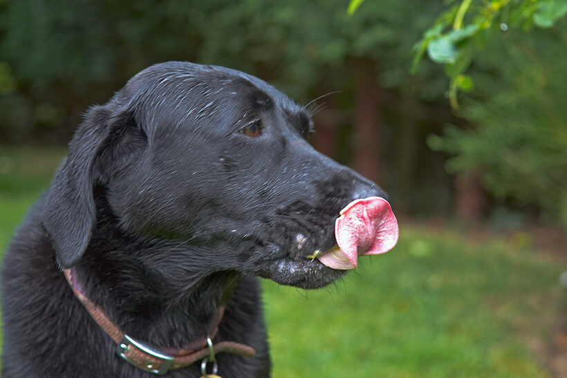 Dog, Dogs, Heidi, Labrador, Tongue