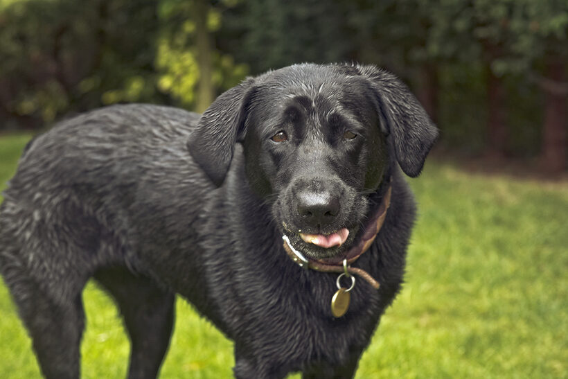Dog, Dogs, Heidi, Labrador, Tongue
