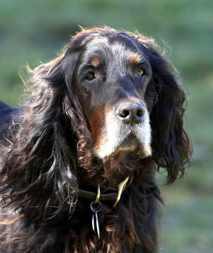 Barclay, Dog, Dogs, Gordon Setter, Setters
