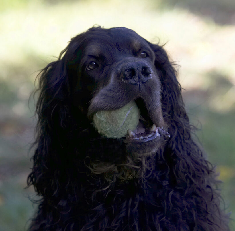 Cassie, Dog, Dogs, Gordon Setter, Molly, Setters