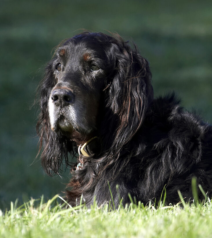 Barclay, Dog, Dogs, Gordon Setter, Setters