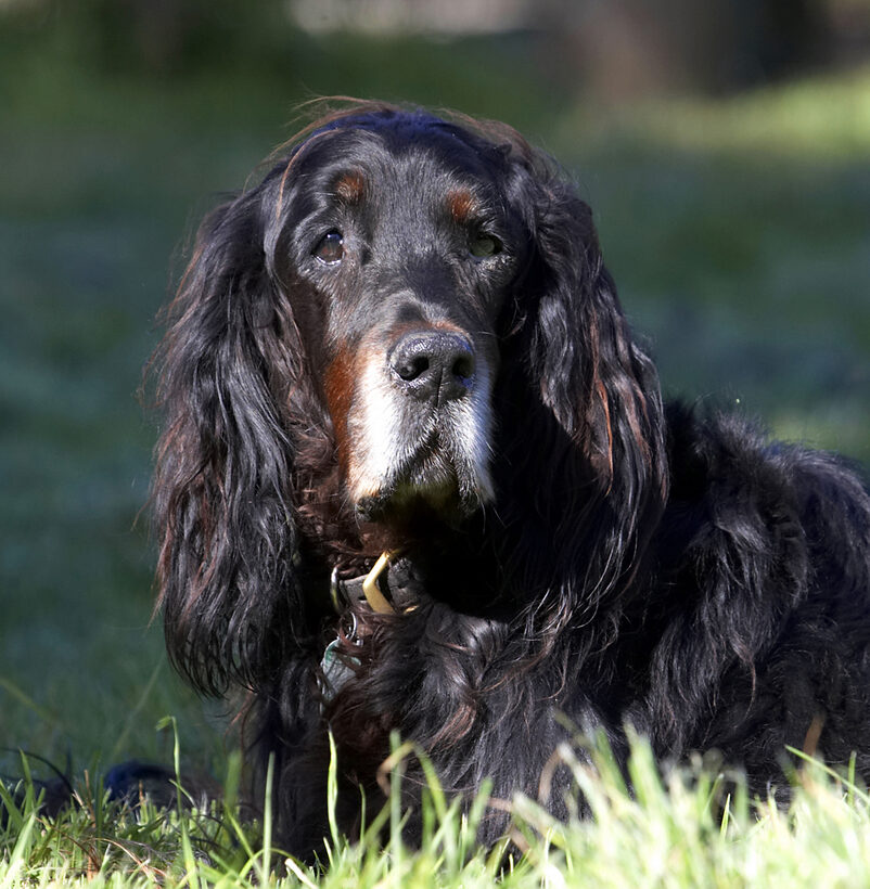 Barclay, Dog, Dogs, Gordon Setter, Setters