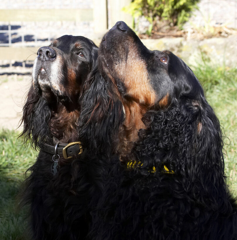 Barclay, Cassie, Dog, Dogs, Gordon Setter, Molly, Setters