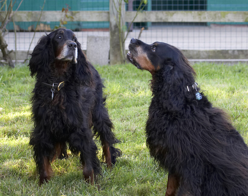 Barclay, Cassie, Dog, Dogs, Gordon Setter, Molly, Setters