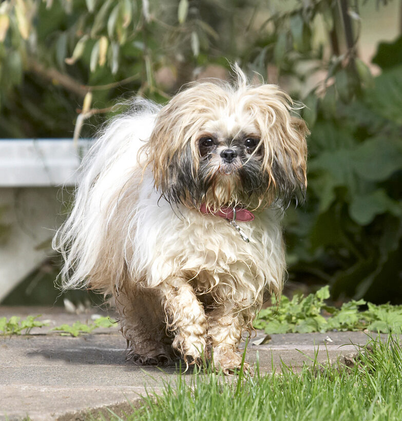 Button, Dog, Dogs, Muffin, Shih Tzu