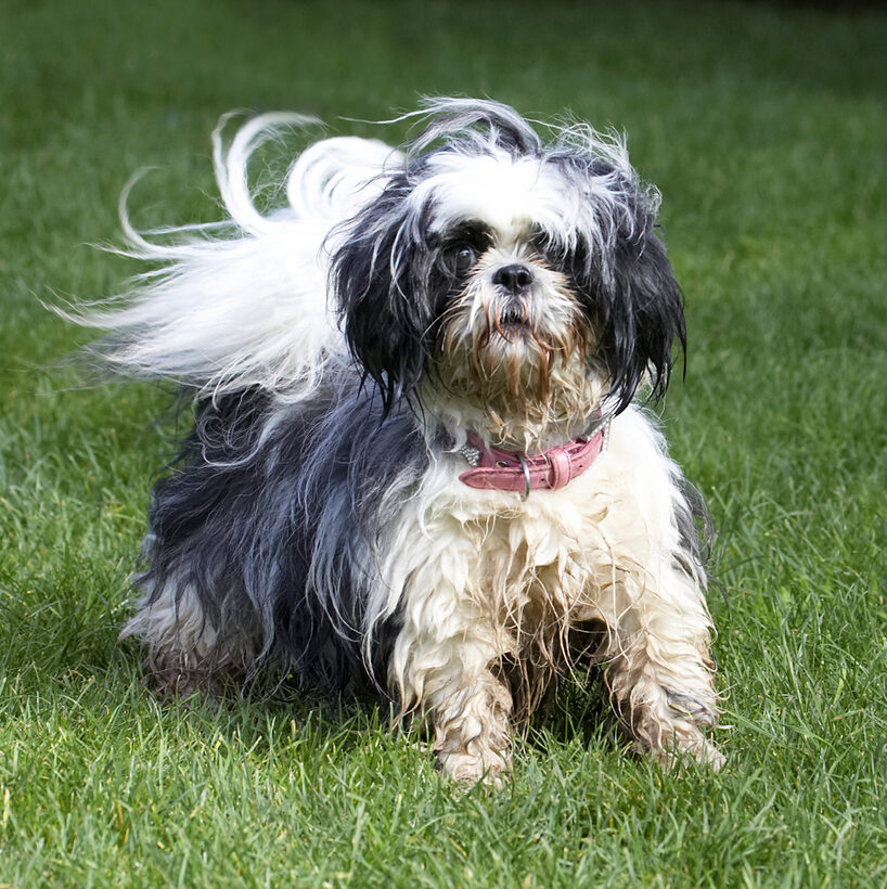 Button, Dog, Dogs, Muffin, Shih Tzu