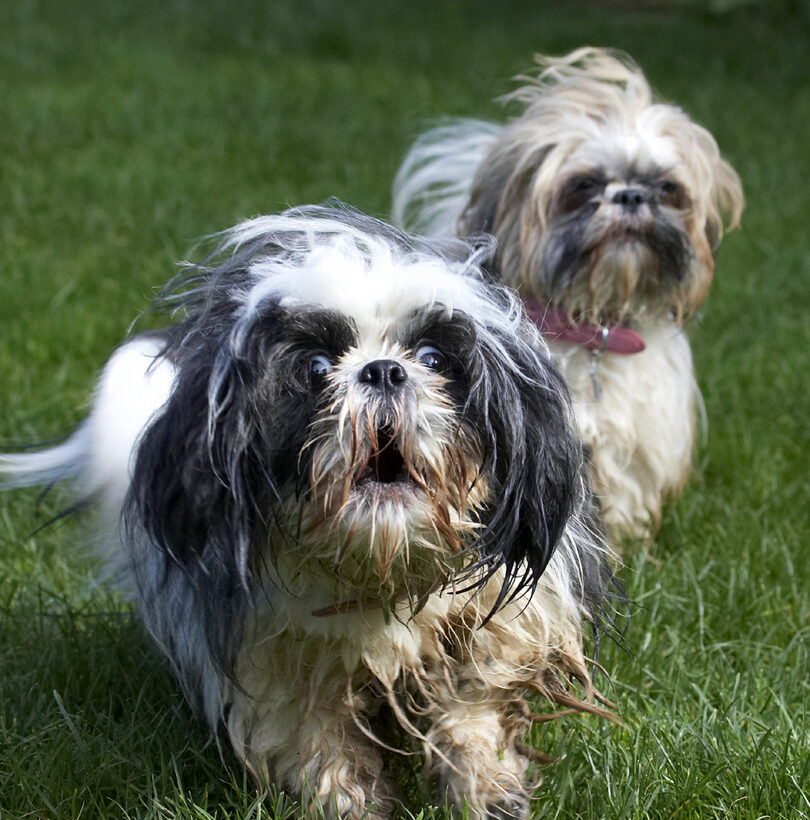 Button, Dog, Dogs, Muffin, Shih Tzu