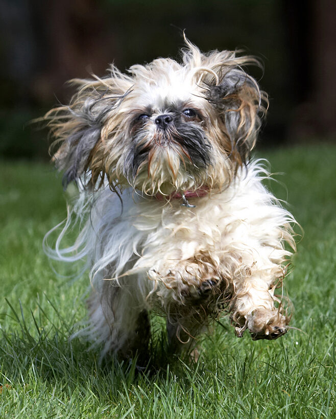 Button, Dog, Dogs, Muffin, Shih Tzu