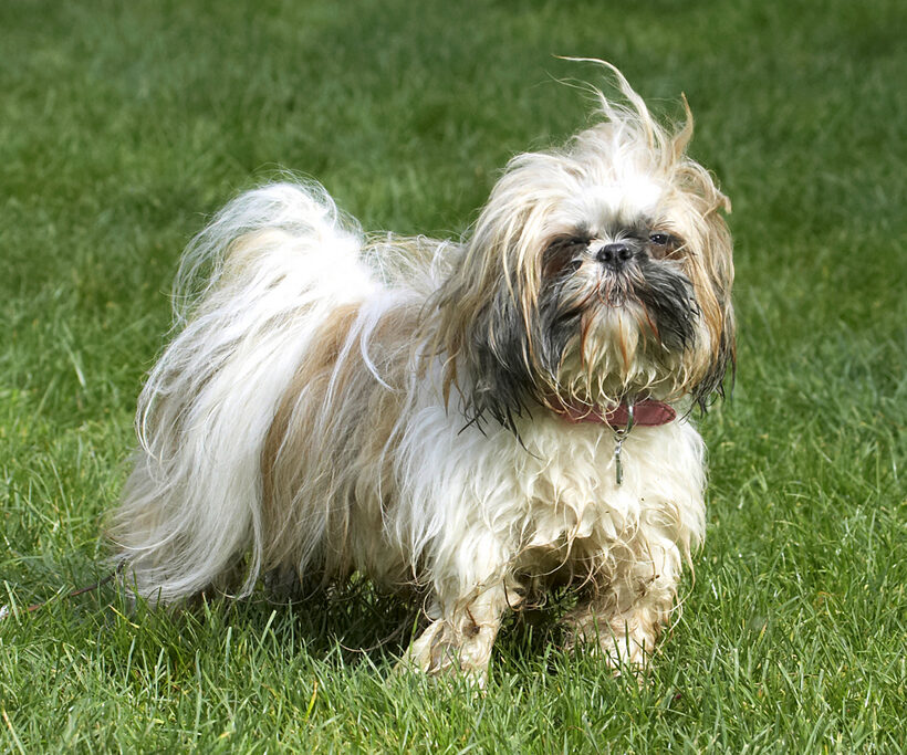 Button, Dog, Dogs, Muffin, Shih Tzu