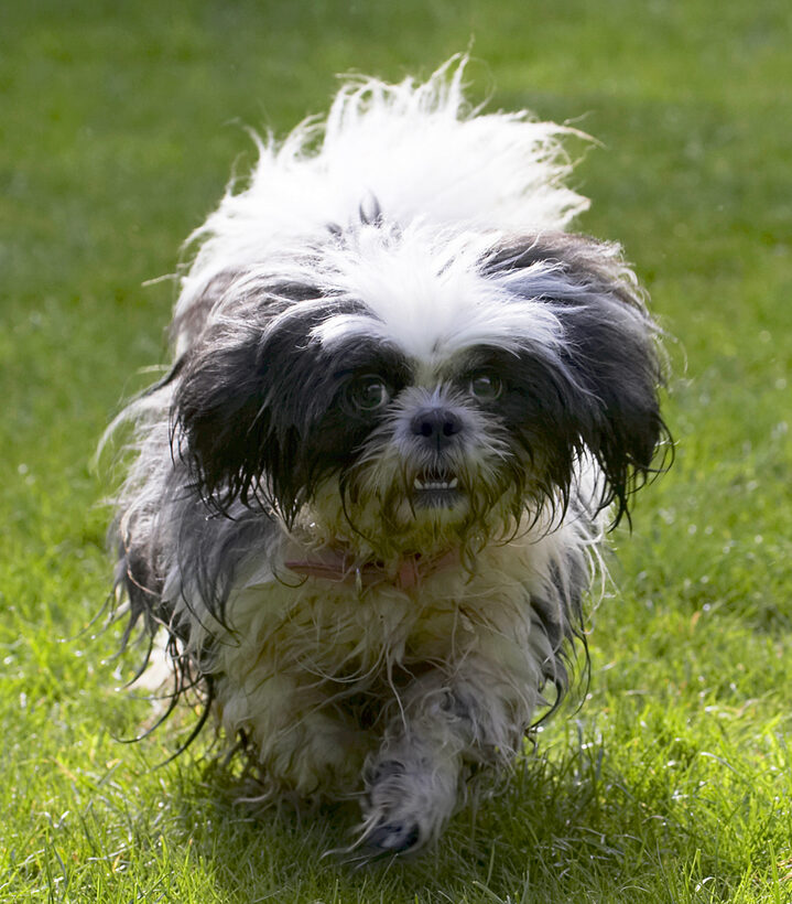 Button, Dog, Dogs, Muffin, Shih Tzu