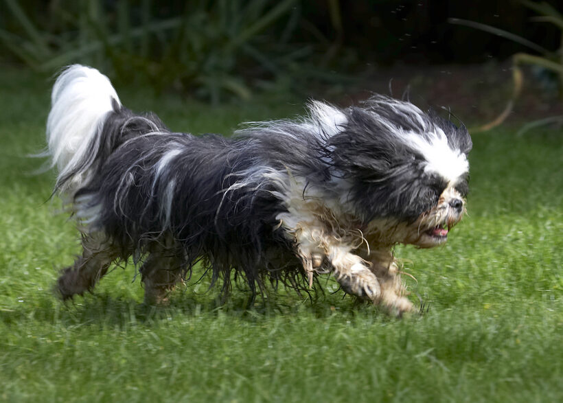 Button, Dog, Dogs, Muffin, Run, Running, Shih Tzu