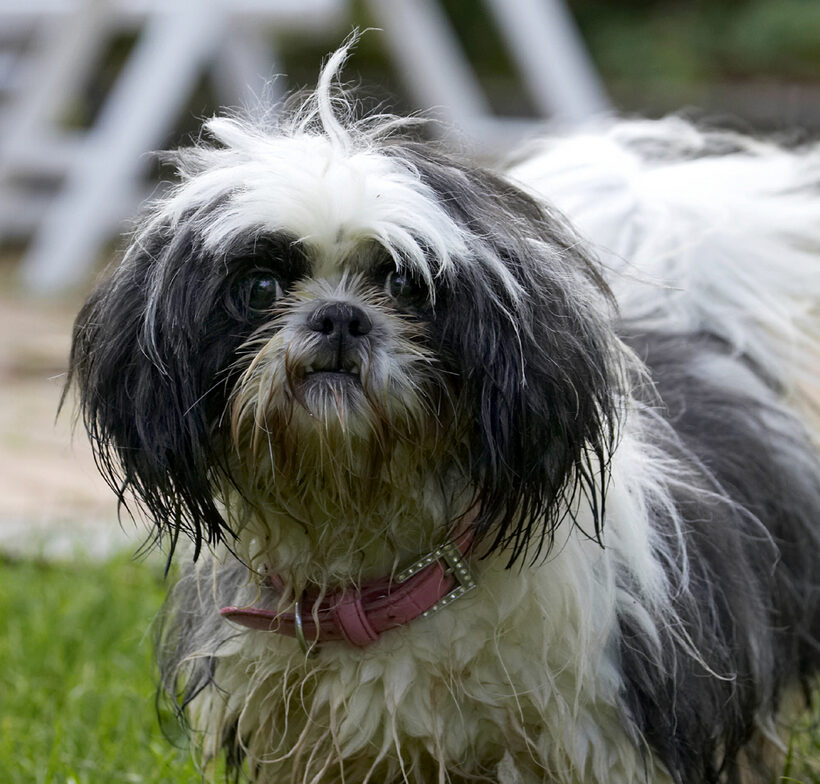 Button, Dog, Dogs, Muffin, Shih Tzu