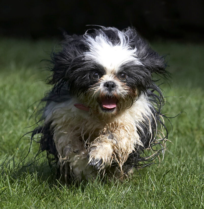 Button, Dog, Dogs, Muffin, Run, Running, Shih Tzu, Tongue