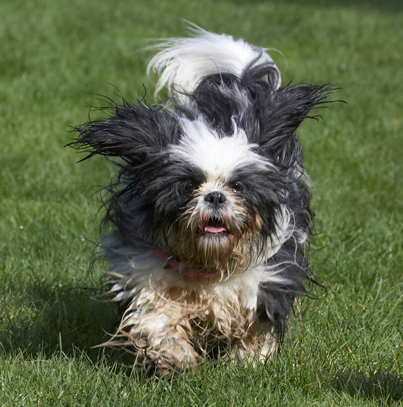 Button, Dog, Dogs, Muffin, Run, Running, Shih Tzu, Tongue