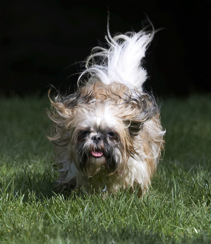 Button, Dog, Dogs, Muffin, Shih Tzu, Tongue