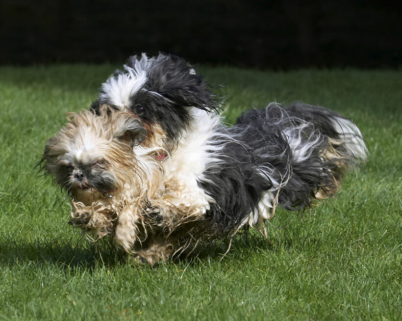 Button, Dog, Dogs, Muffin, Playing, Running, Shih Tzu