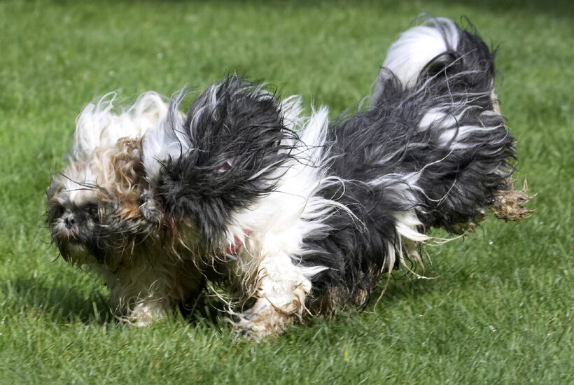 Button, Dog, Dogs, Muffin, Playing, Running, Shih Tzu