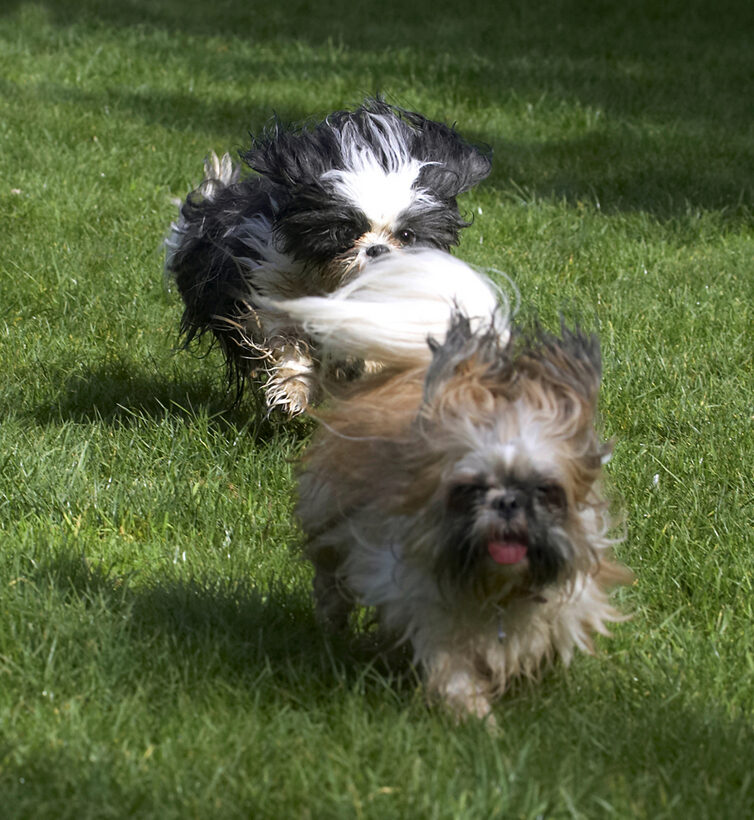 Button, Chase, Dog, Dogs, Muffin, Play, Playing, Run, Running, Shih Tzu, Tongue