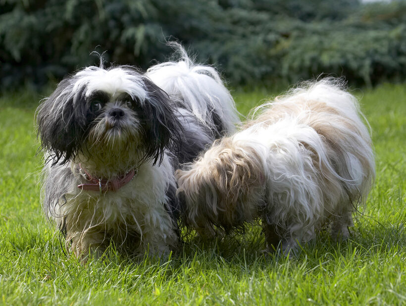 Button, Dog, Dogs, Muffin, Shih Tzu