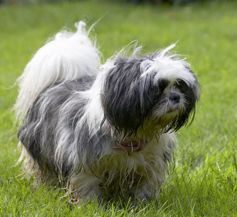 Button, Dog, Dogs, Muffin, Shih Tzu