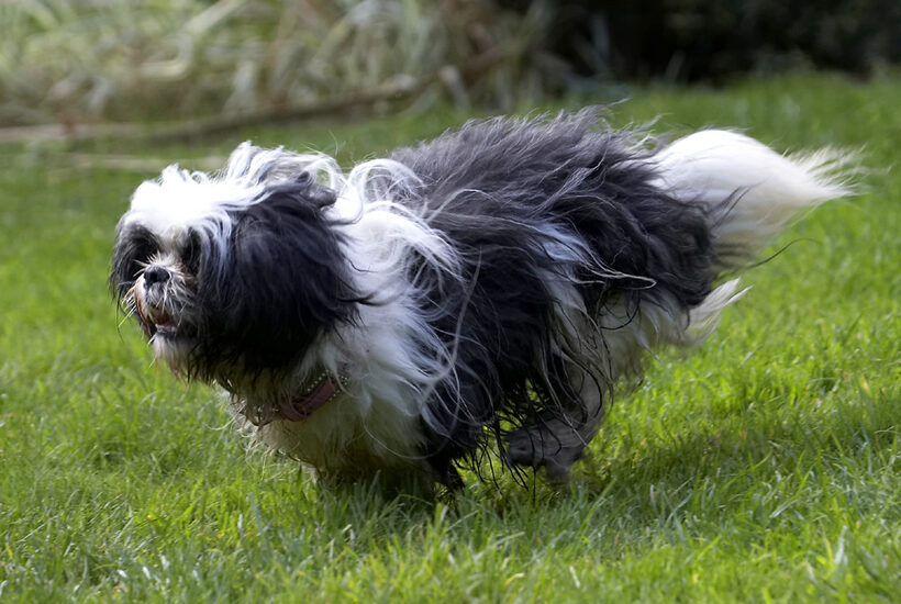 Button, Dog, Dogs, Muffin, Play, Playing, Run, Running, Shih Tzu