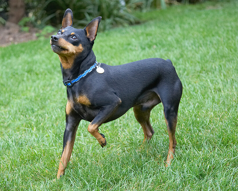 Barney, Chico, Dog, Dogs, Miniature Pinscher