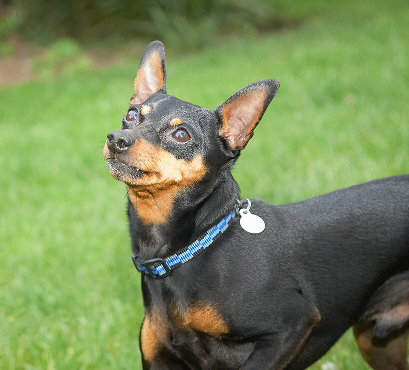 Barney, Chico, Dog, Dogs, Miniature Pinscher