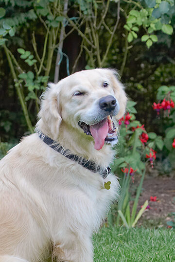 Dog, Dogs, Golden Retriever, Rosie, Tongue