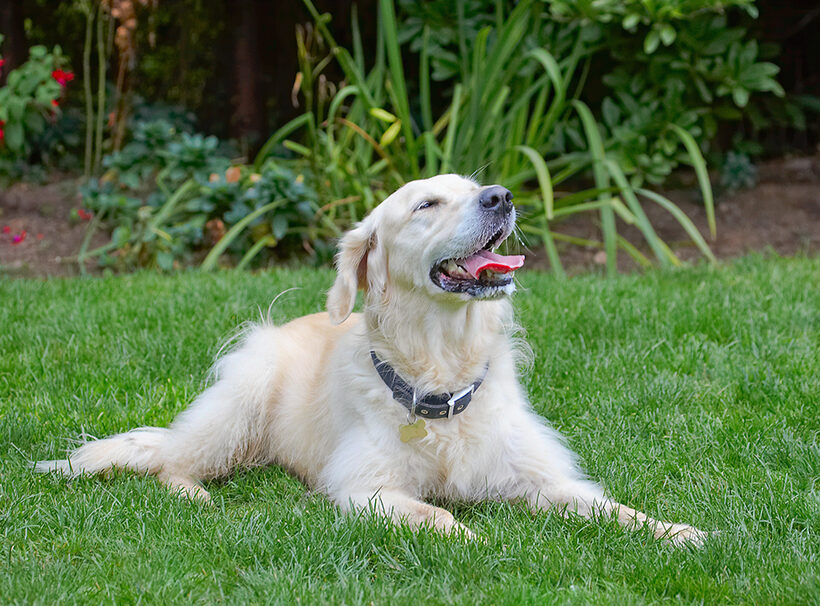Dog, Dogs, Golden Retriever, Rosie, Tongue