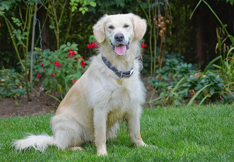 Dog, Dogs, Golden Retriever, Rosie, Tongue