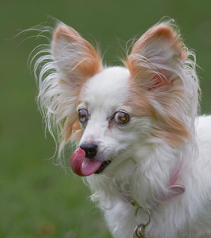 Dog, Dogs, Papillon, Portia, Tongue