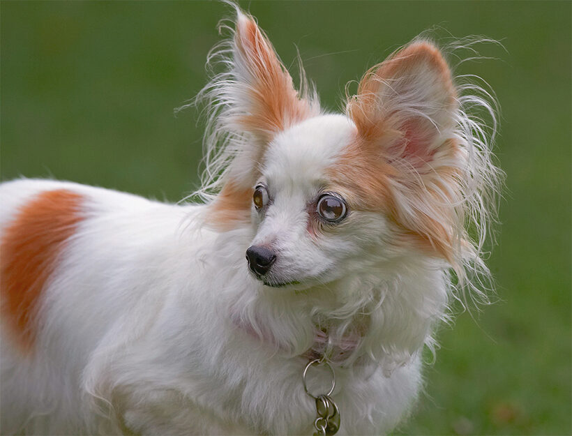 Dog, Dogs, Papillon, Portia, Tongue