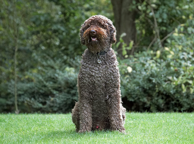 Dog, Dogs, Elvis, Poodles, Standard Poodle, Tongue