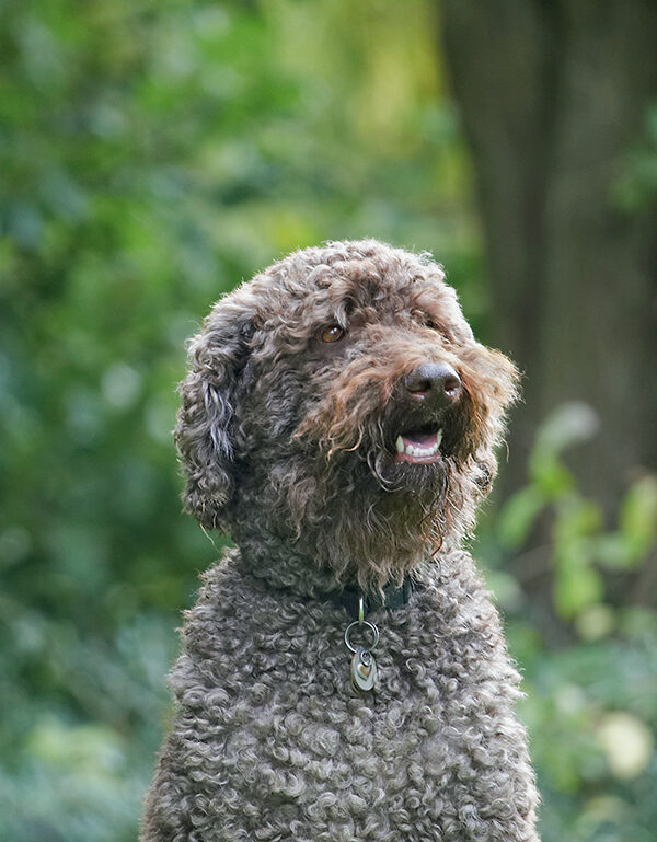 Dog, Dogs, Elvis, Poodles, Standard Poodle, Tongue