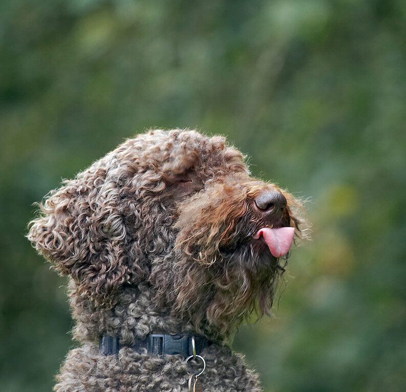 Dog, Dogs, Elvis, Poodles, Standard Poodle, Tongue