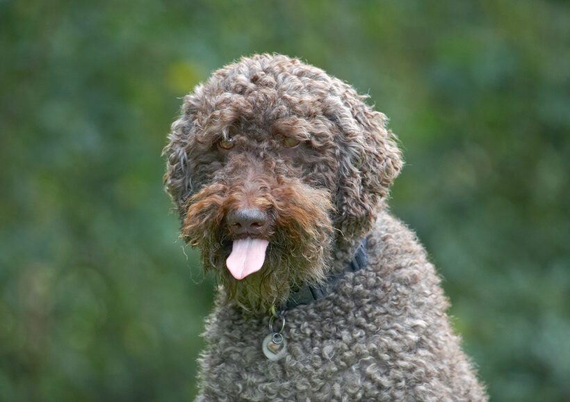 Dog, Dogs, Elvis, Poodles, Standard Poodle, Tongue