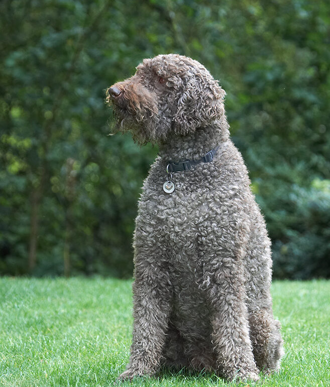 Dog, Dogs, Elvis, Poodles, Standard Poodle, Tongue