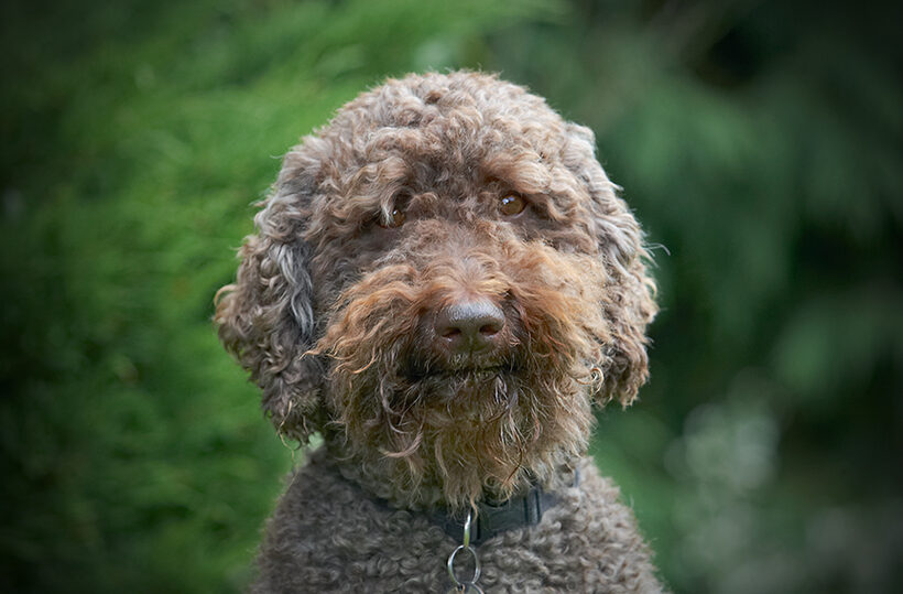 Dog, Dogs, Elvis, Poodles, Standard Poodle, Tongue