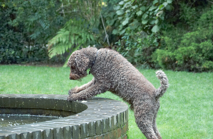 Dog, Dogs, Elvis, Poodles, Standard Poodle, Tongue
