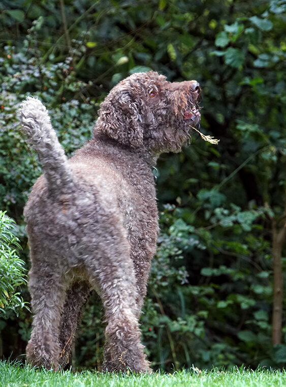 Dog, Dogs, Elvis, Poodles, Standard Poodle, Tongue