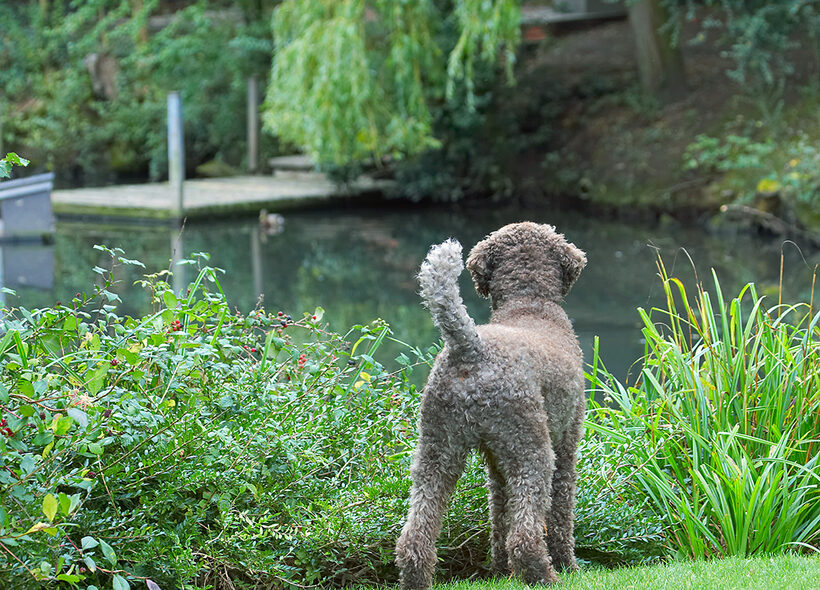 Dog, Dogs, Elvis, Poodles, Standard Poodle, Tongue