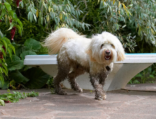 Dog, Dogs, Play, Playing, Playtime, Rupert, Terrier, Terriers, Tibetan